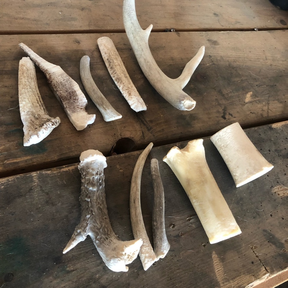 BUNCH of dog bones